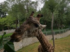 -石家庄市动物园