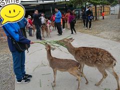 -鹿境梅花鹿生态园区