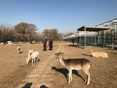 -北京麋鹿生态实验中心
