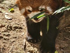 -灵玲国际马戏城