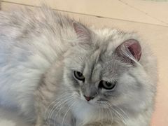 -平行世界·猫咖(首经贸店)