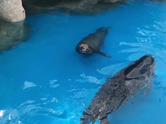 -华夏文旅海洋公园