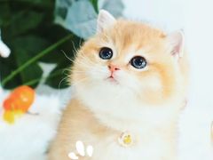 -十年猫舍·猫咪专门店(普陀店)
