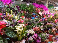 -大自然花鸟鱼虫市场