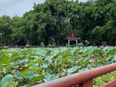 -荔湾湖公园