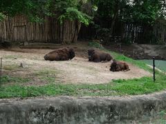 -清迈夜间动物园