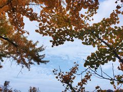 -千年银杏谷文化旅游区