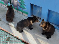 -青藏高原野生动物园