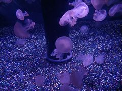 -成都浩海立方海洋公园