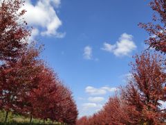 -南京枫彩漫城