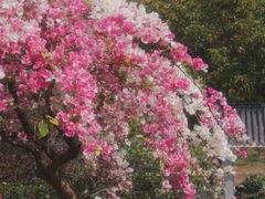 -东莞植物园