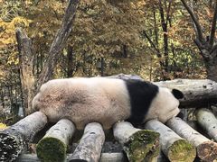-都江堰中华大熊猫苑