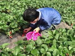 -田趣农庄草莓采摘园