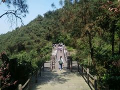 -铁山坪森林公园