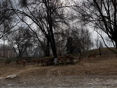 -北京野生动物园