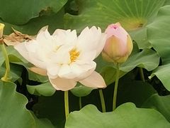 -荷塘月色湿地公园·向阳花洲