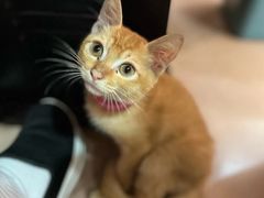 -官塘陈记鱼生·潮汕砂锅粥·牛肉火锅(潮枫路总店)