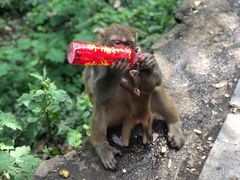 -黔灵山公园-南门售票处