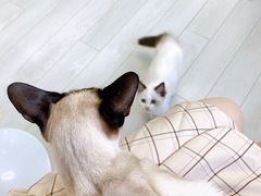 -喵的天空名猫咖啡馆·撸猫·猫舍·用品