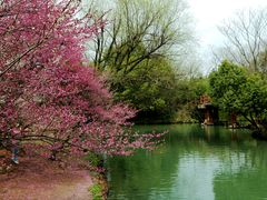 -西溪国家湿地公园