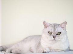 -猫和宫(六道口店)