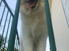 -安安宠医宠物医院·异宠·犬猫内科(岳阳分院)