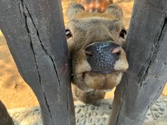 -石家庄市动物园