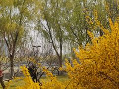 -莲花池公园