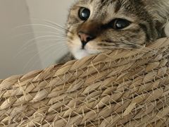 -瑞派康怡24h宠物医院·犬猫医疗中心·微创绝育(瑞景分院)