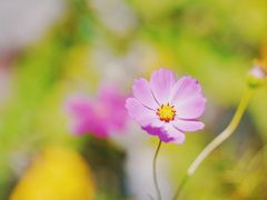 -莲花山花海