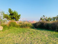 -小麦岛公园