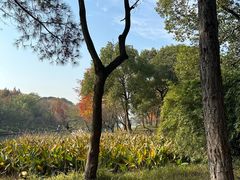 -西溪国家湿地公园