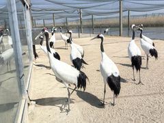 -盐城丹顶鹤湿地生态旅游区