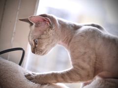 -momokira米努特·德文卷毛猫·棉花面纱犬