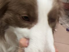 -瑞派雷欧宠物医院·24h夜诊·心脏骨科牙科·全科重症转诊中心(无影山店)