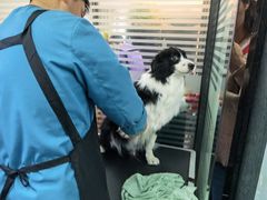 -瑞派宠物医院·24小时骨科·心脏·核磁(哈尔滨南岗店)