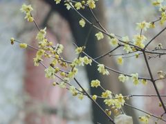 -西安大兴善寺
