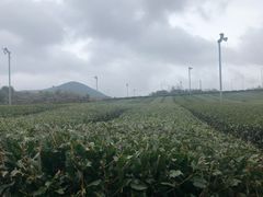 -雪绿茶博物馆