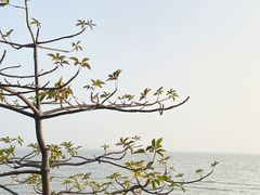 -深圳湾公园(南山区)