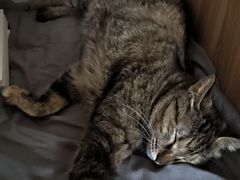 -宠爱国际动物医院·消化内科·心肾内科·ISFM猫友好(望京店)