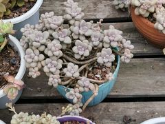 -广东花都香草世界旅游度假区
