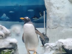 -华夏文旅海洋公园