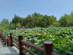 -长兴太湖图影湿地文化园