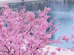 -新江湾城公园