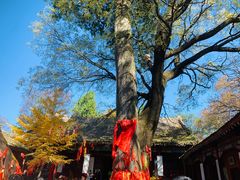 -少华山国家森林公园