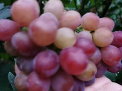 -庞各庄翠芳园西瓜蔬菜基地采摘园