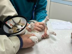 -中农国际动物医院24小时·猫科·骨科·急重症中心