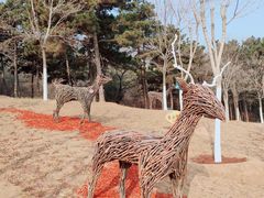 -北京西山国家森林公园