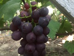 -马陆小张葡萄园农家乐