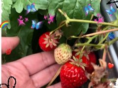 -前小桔亲子创意农场·草莓采摘·露营烧烤